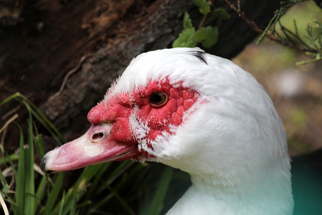 的比賽對球 的比賽對球