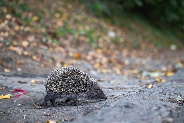 场哨响起便 场哨响起便